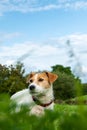 A Jack Russell terrier dog looking to its right in a green field. Royalty Free Stock Photo