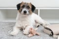 Jack Russell Terrier dog made a home mess, left alone, chewed on his bag, phone cable. Without the owner. Guilty funny face. Bad Royalty Free Stock Photo