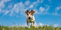 Jack Russell Terrier dog on a meadow in front of blue sky