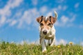 Jack Russell Terrier dog on a meadwon in front of blue sky