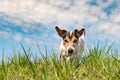 Jack Russell Terrier dog on a meadwon in front of blue sky