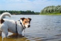 Dog standing in river water cooling down on hot summer day Royalty Free Stock Photo