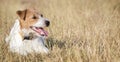 Jack russell terrier dog panting in the grass in summer Royalty Free Stock Photo