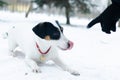 Jack Russell Terrier. The dog performs the commands of its owner. Walking outdoors in the winter.