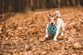 Jack Russell Terrier dog playing with ball in park on sunny November day Royalty Free Stock Photo