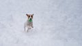 Jack Russell Terrier dog playing ball in the snow. Royalty Free Stock Photo
