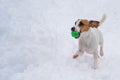 Jack Russell Terrier dog playing ball in the snow. Royalty Free Stock Photo