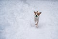 Jack Russell Terrier dog playing ball in the snow. Royalty Free Stock Photo