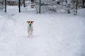 Jack Russell Terrier dog playing ball in the snow. Royalty Free Stock Photo