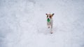 Jack Russell Terrier dog playing ball in the snow. Royalty Free Stock Photo