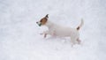 Jack Russell Terrier dog playing ball in the snow. Royalty Free Stock Photo