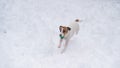 Jack Russell Terrier dog playing ball in the snow. Royalty Free Stock Photo