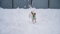 Jack Russell Terrier dog playing ball in the snow. Royalty Free Stock Photo