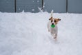 Jack Russell Terrier dog playing ball in the snow. Royalty Free Stock Photo