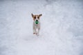 Jack Russell Terrier dog playing ball in the snow. Royalty Free Stock Photo