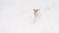 Jack Russell Terrier dog playing ball in the snow. Royalty Free Stock Photo