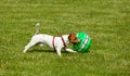 Jack Russell Terrier dog playing with ball Royalty Free Stock Photo
