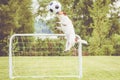 Defender football soccer player hits ball with head saving goal Royalty Free Stock Photo