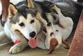 A Jack Russell Terrier dog playing with a Husky dog