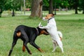 Jack Russell Terrier dog playing with playful Doberman Pinscher puppy at park Royalty Free Stock Photo