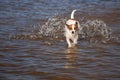 Jack Russell Terrier Dog Playing in the Water Royalty Free Stock Photo