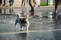 Jack russell terrier dog playing with water jet fountain in park Royalty Free Stock Photo