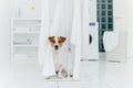 Jack russell terrier dog poses between white towels hanging on clothes dryer in washing room. Washer and laundry basket in