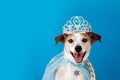 Dog pet in princess costume blue background