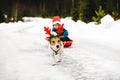 Cute dog wearing costume of Christmas reindeer and Santa Clause in red sleigh Royalty Free Stock Photo