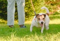 How to stop your dog pulling on the leash. Dog pulls owner on lead needs walking training Royalty Free Stock Photo