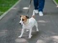 Jack Russell Terrier dog pulls hard on the leash while walking in the park. Royalty Free Stock Photo