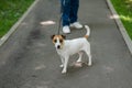 Jack Russell Terrier dog pulls hard on the leash while walking in the park. Royalty Free Stock Photo