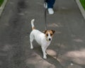 Jack Russell Terrier dog pulls hard on the leash while walking in the park. Royalty Free Stock Photo