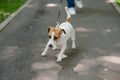 Jack Russell Terrier dog pulls hard on the leash while walking in the park. Royalty Free Stock Photo