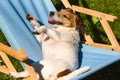 Hello dog days of summer. Funny dog chills and sunbathes in desk chair on hot summer day Royalty Free Stock Photo