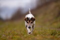 Jack Russell Terrier dog is running in autumn on a wide path