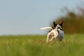 Jack Russell Terrier dog is running away over a green meadow. Cute runaway doggy