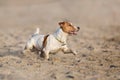 Jack russell terrier run Royalty Free Stock Photo