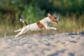 Jack Russell terrier run free Royalty Free Stock Photo