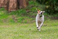 Jack Russell Terrier Dog Running Happy