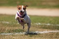 Jack Russell Terrier Dog Runs on the Grass Royalty Free Stock Photo