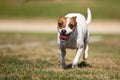 Jack Russell Terrier Dog Runs on the Grass Royalty Free Stock Photo