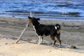 A Jack Russell Terrier dog runs holding a stick in its teeth near the river bank