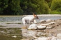 Jack Russell terrier dog shaking her head when drying wet fur after coming out river, funny expression at face, on sunny day Royalty Free Stock Photo