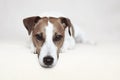 Jack Russell Terrier Dog with Sharp Puppy Dog Eyes Royalty Free Stock Photo