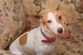 Jack Russell terrier dog sits in chair at home and looks camera. Favorite pet with smart eyes