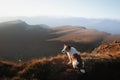 A Jack Russell Terrier dog sits contemplatively on a mountain ridge Royalty Free Stock Photo