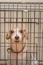 Jack Russell Terrier dog sits in an iron cage. Favorite pet with smart eyes