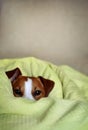 Jack Russell Terrier Dog Sitting in Bed Wrapped in a Fluffy Gree Royalty Free Stock Photo