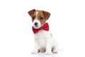 jack russell terrier dog sitting and being overly cute Royalty Free Stock Photo